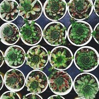 Succulent Gardening 101